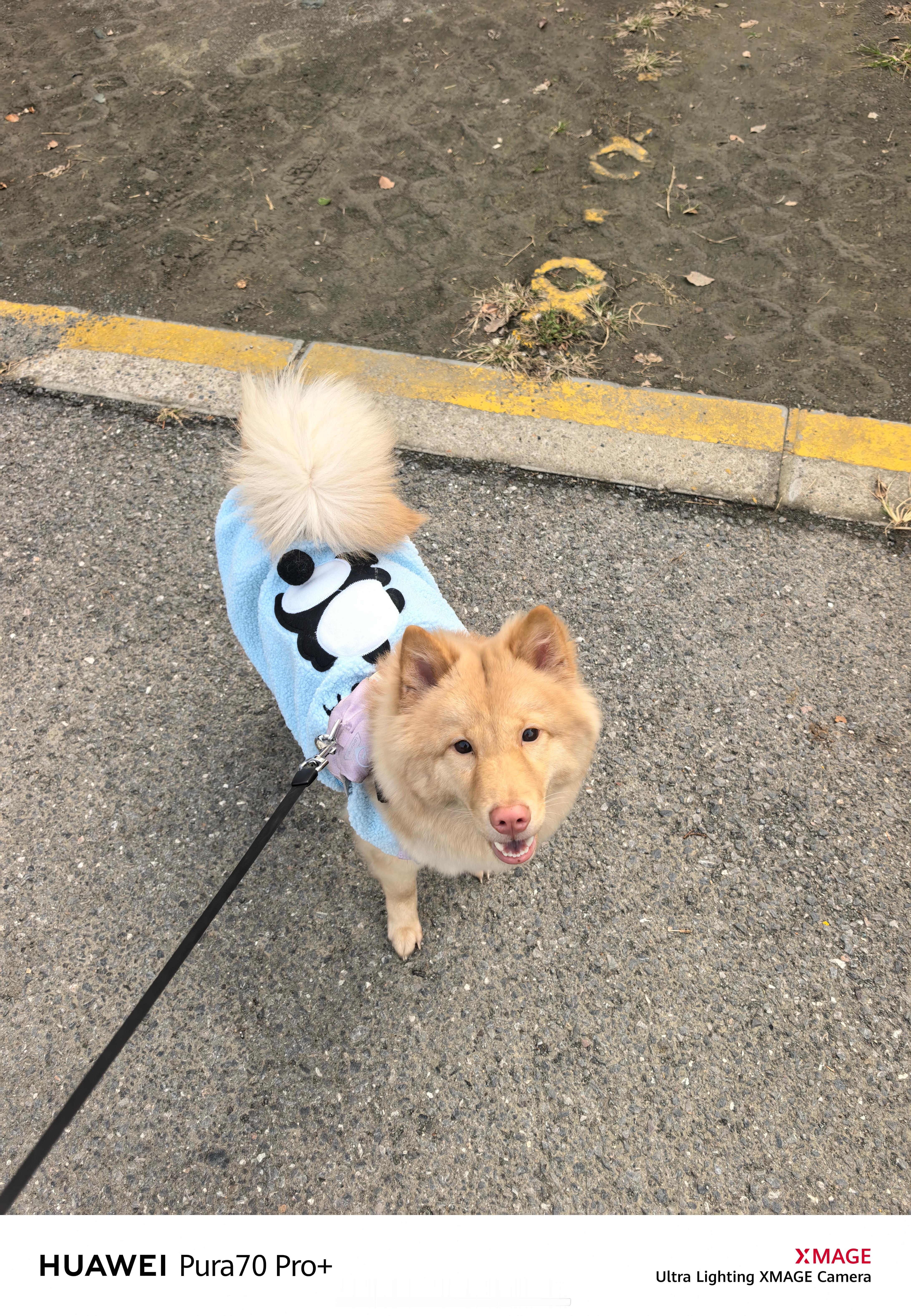 遛狗日常....  ​​​