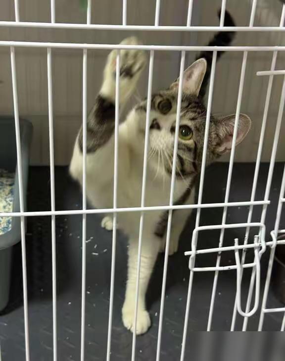 同事调走，她把她的猫咪暂时寄养在我这里，怕猫咪难过，同事就骗它说她出去玩几天就回