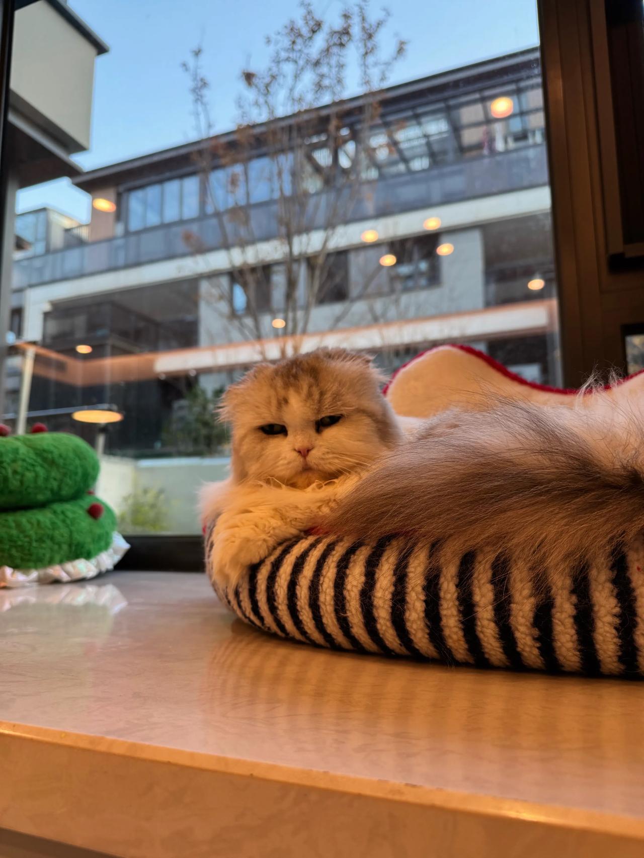 每个小猫咪都有自己的专属停猫位～
萌宠