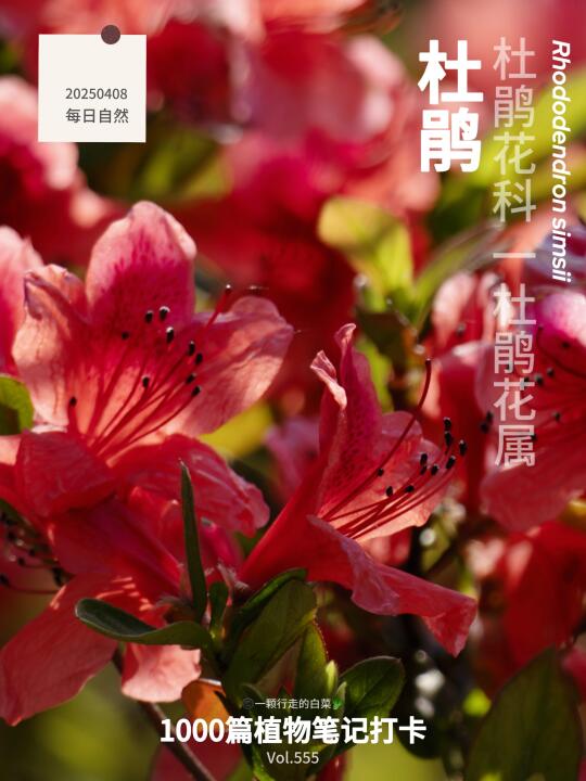 植物笔记555｜做一朵不落幕的映山红
