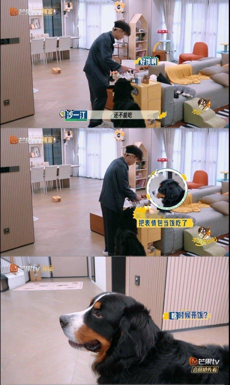 沙一汀还没睁眼就来喂狗 这操作看呆我！眼睛还没完全睁开，身体已经切换成“圆圆服务