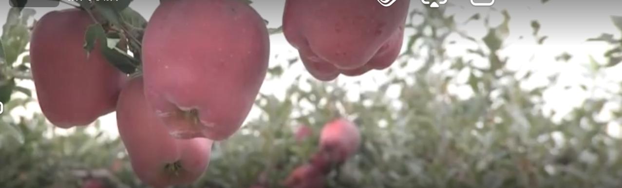 春风拂过和美乡村，科技大棚里蔬果鲜嫩欲滴，无人机在沃野上空播撒希望，水乡间的油菜