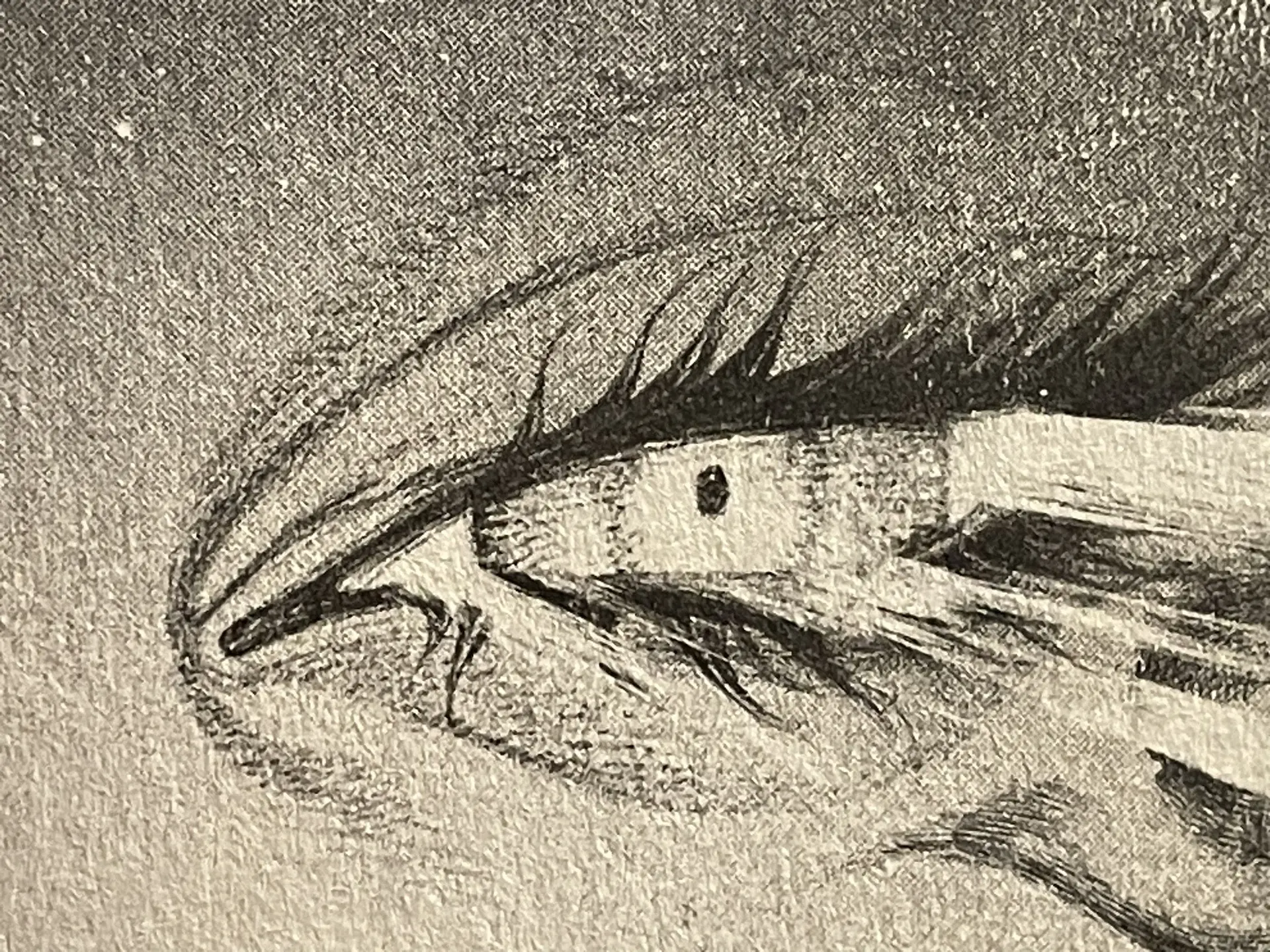 局部。绘画笔记