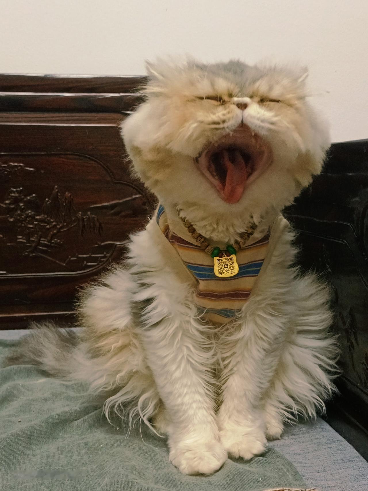 分享一张你家猫咪的可爱照片