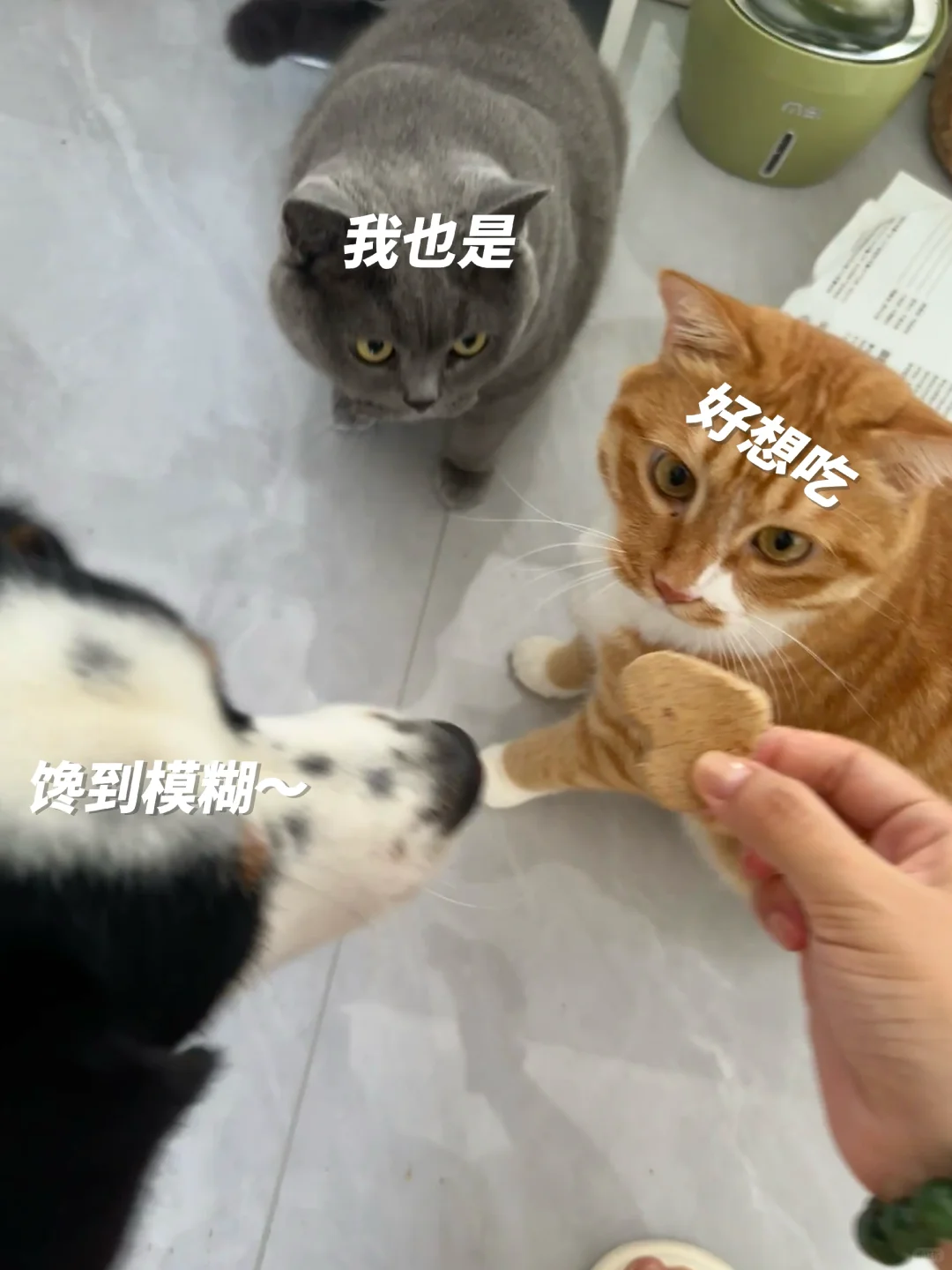 被狗撵了…