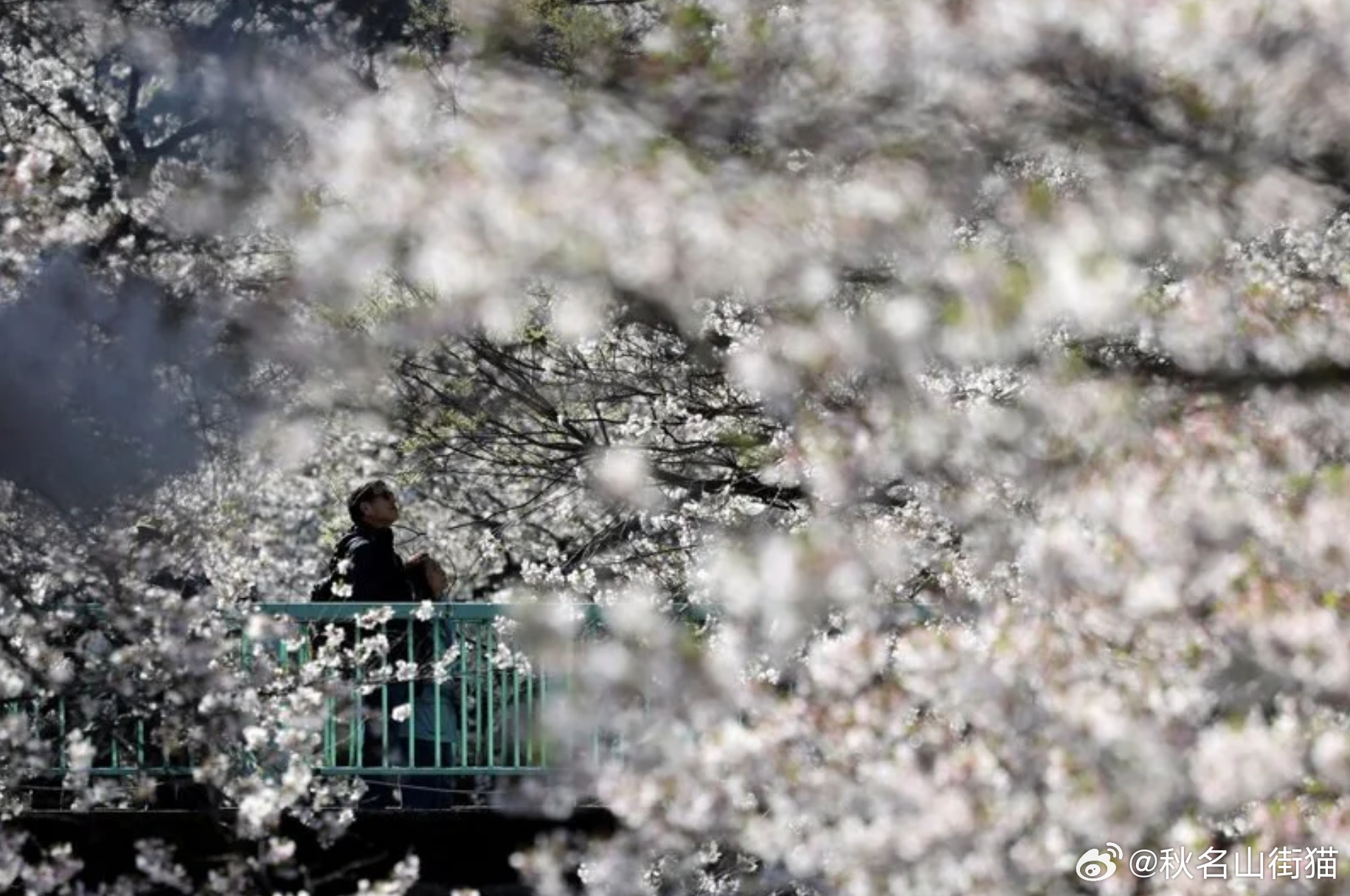日本赏樱现场突发事件：八旬男子咬伤女子后被捕，送医途中身亡海外新鲜事日本 日本多