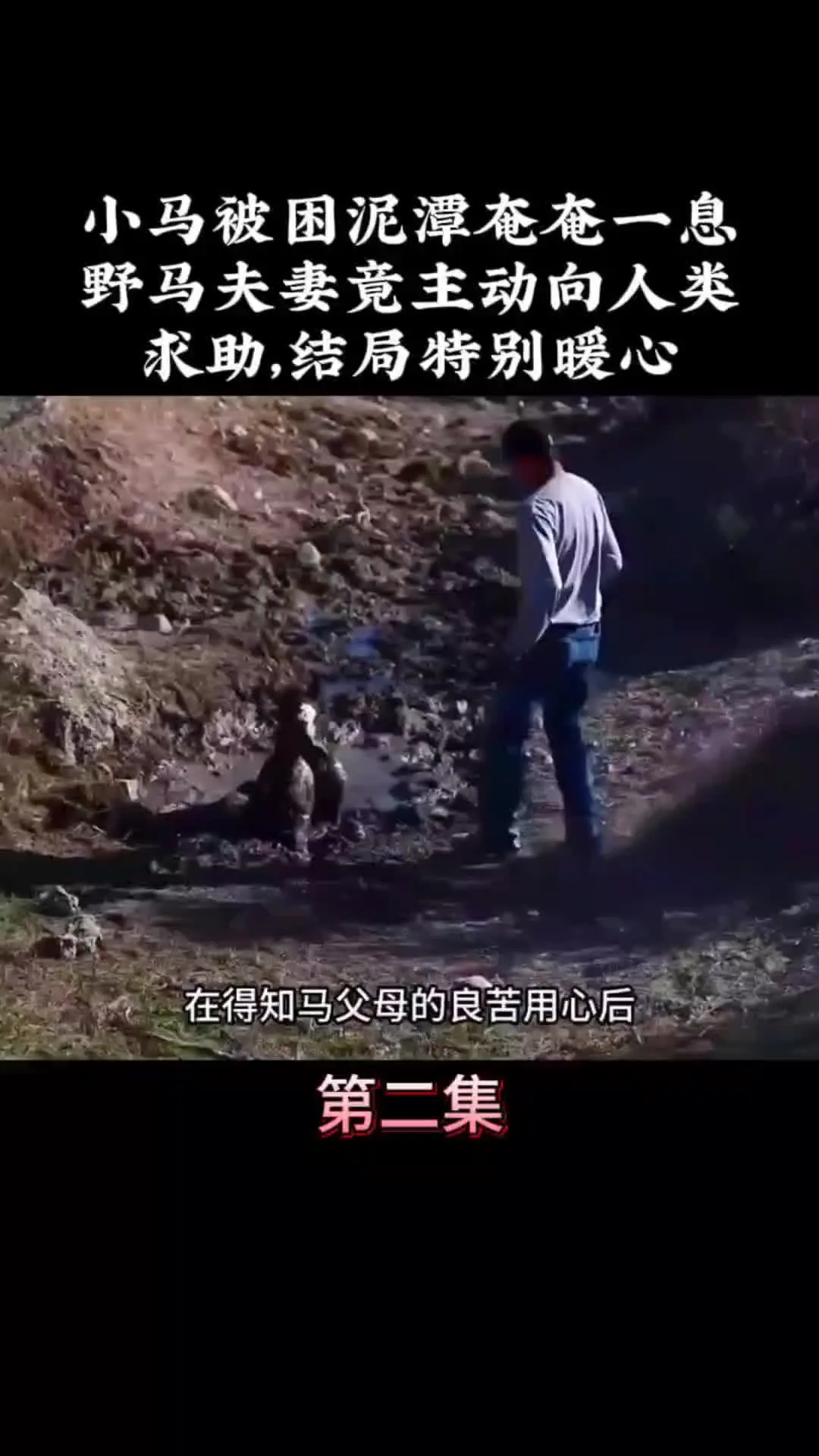 我的观影报告 内容启发搜索 野生动物零距离 神奇动物在 万物皆有灵性
