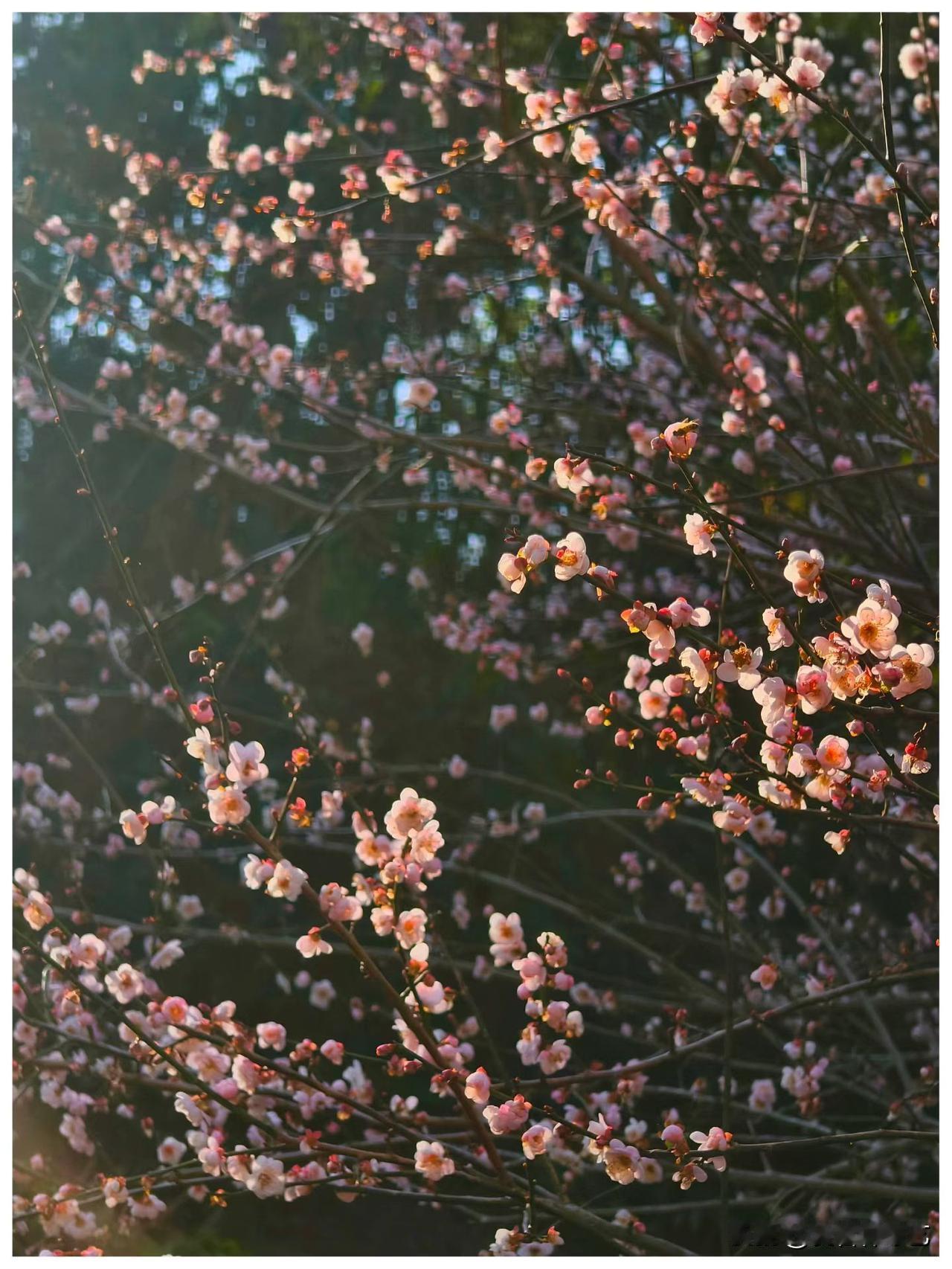 今年冬天的不同粉白花枝浸在柔光里，簇簇花苞缀满枝桠，风过处，浅香裹着细碎光斑晃荡