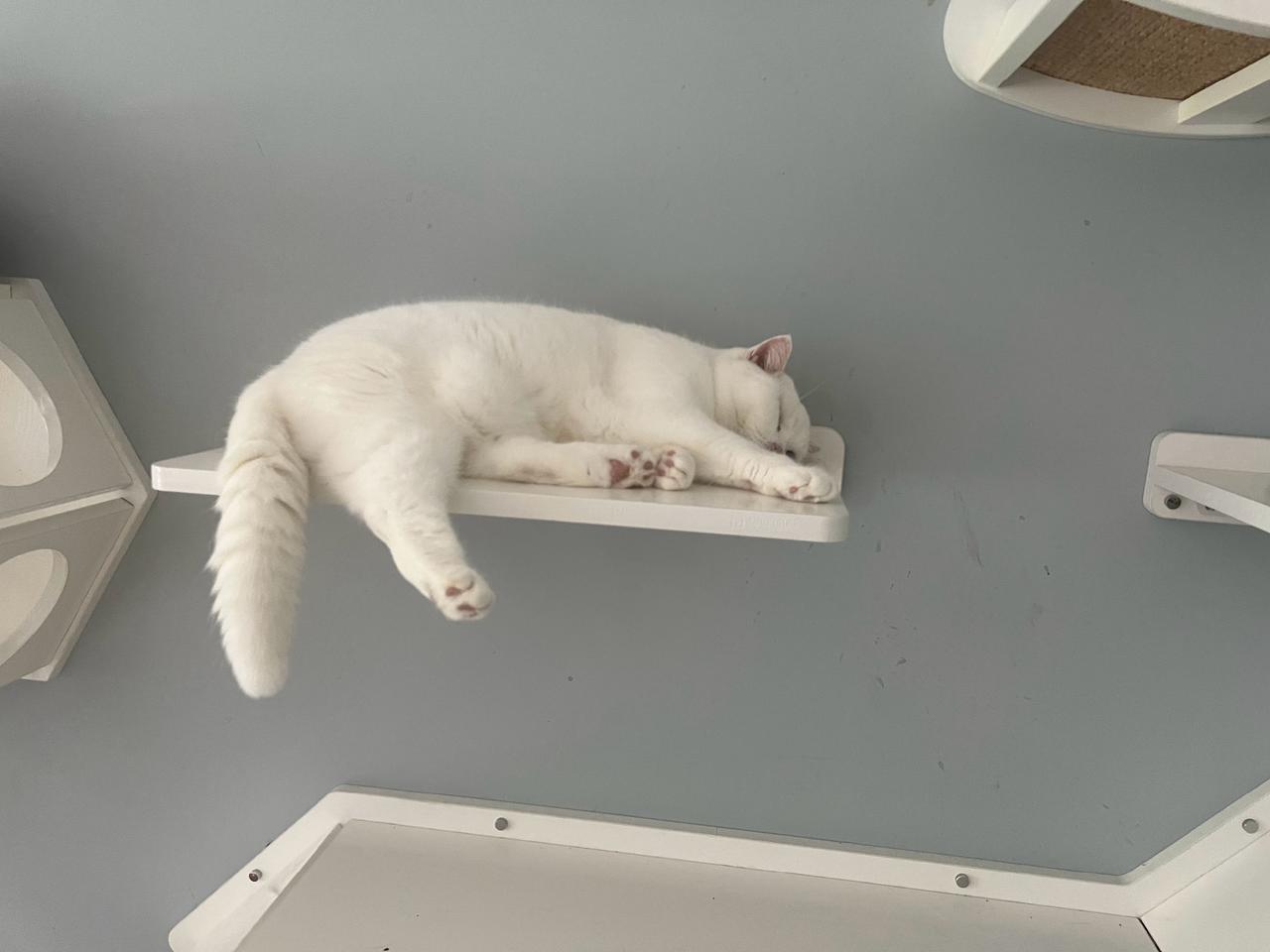 捕捉一只刚醒、疯狂打哈欠的小懒猫
