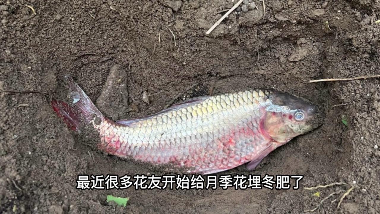 最近开始给月季花埋冬肥了，温度是关键，温度高了肥料发酵快会产生高热，容易烧根导致