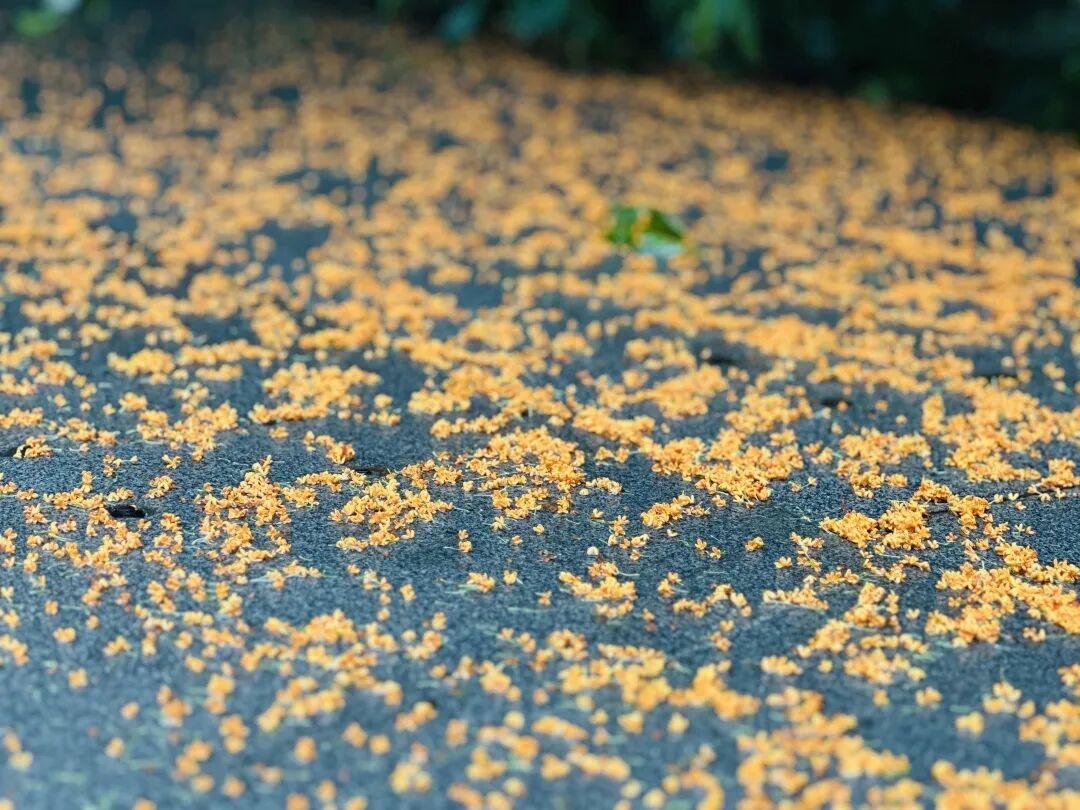 美好的一天。

人闲桂花落，夜静春山空。
看到一地的桂花，我脑海中突然就冒出这句