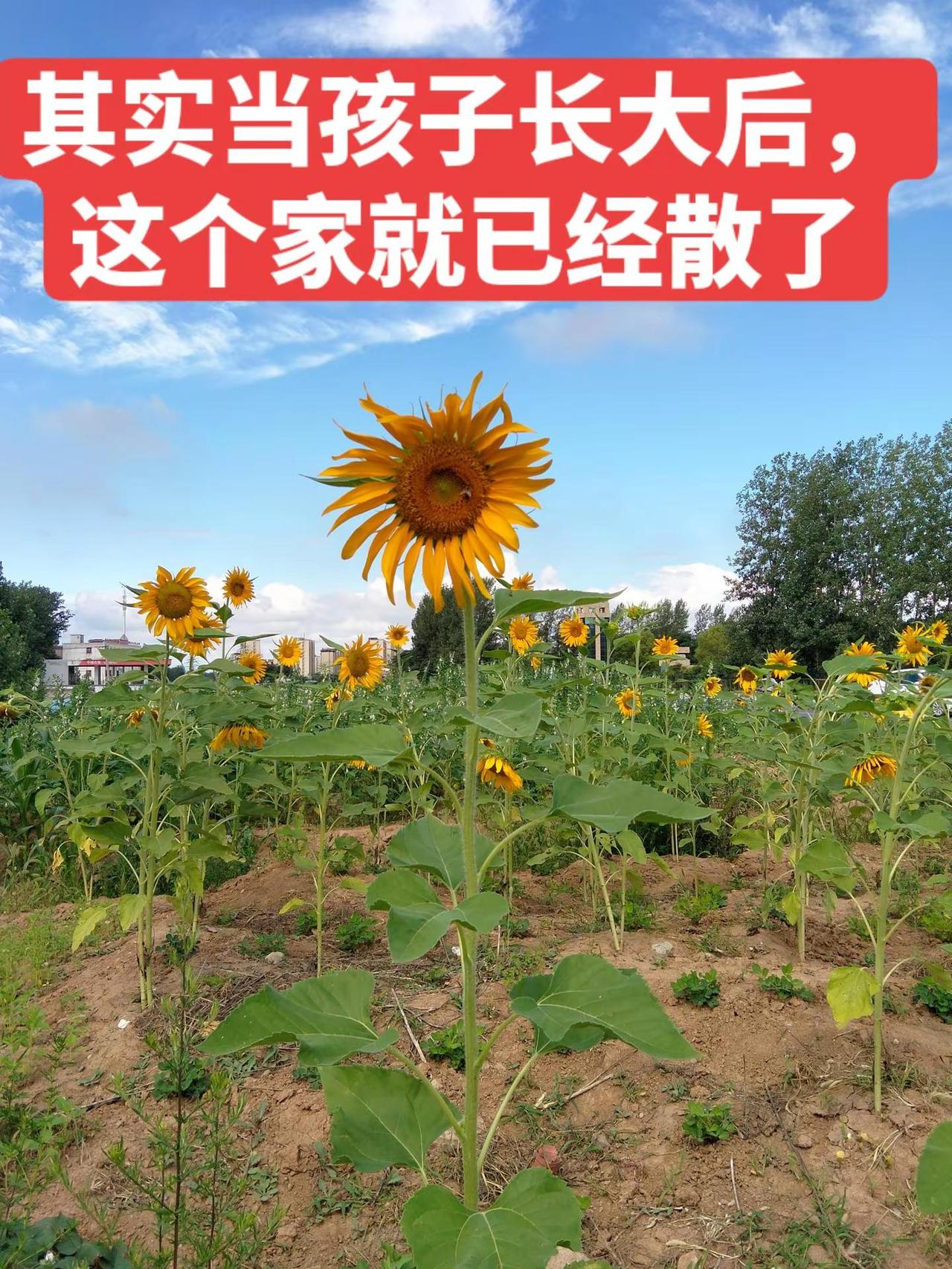 当孩子长大后，这个家就已经散了。大彻大悟的一段话："可怜的父母也许还不知道，其实