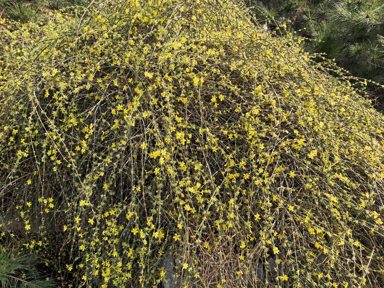 春日生活打卡季春天到,赏花季。
