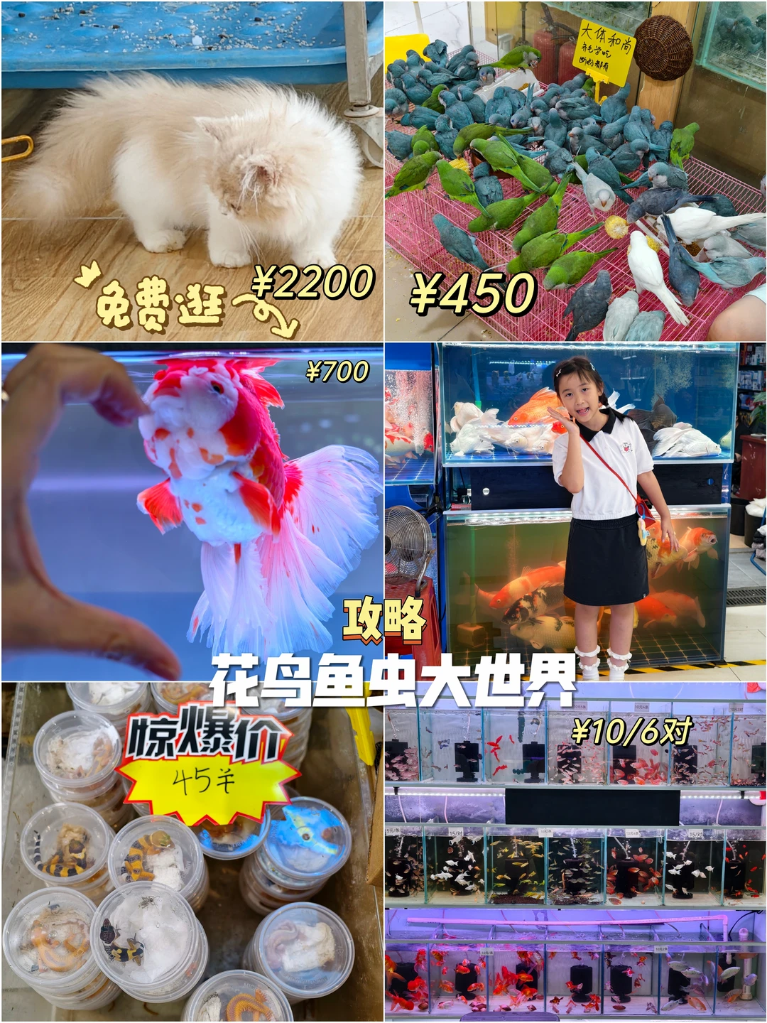 📍广州｜花鸟鱼虫新世界，我来啦！全攻略
