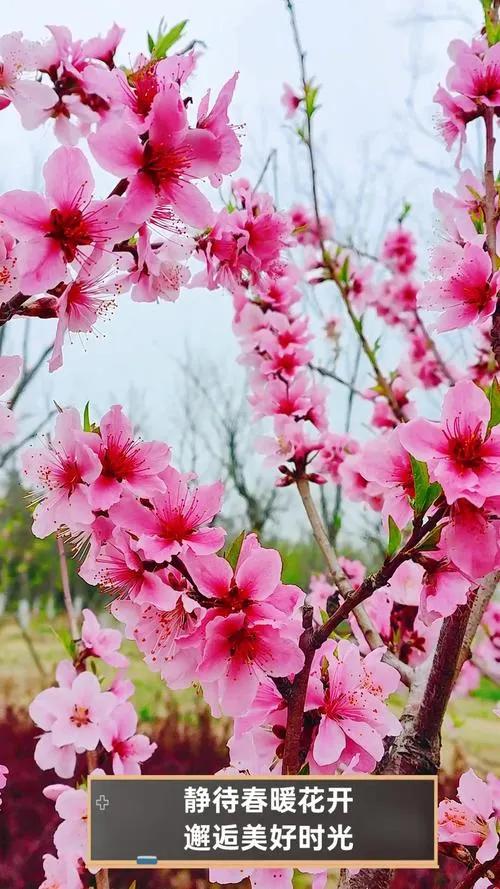 女儿咋天从外地打来电话，外孙女、外孙抽血化验移植配对都成功了，放下电话，静静地坐