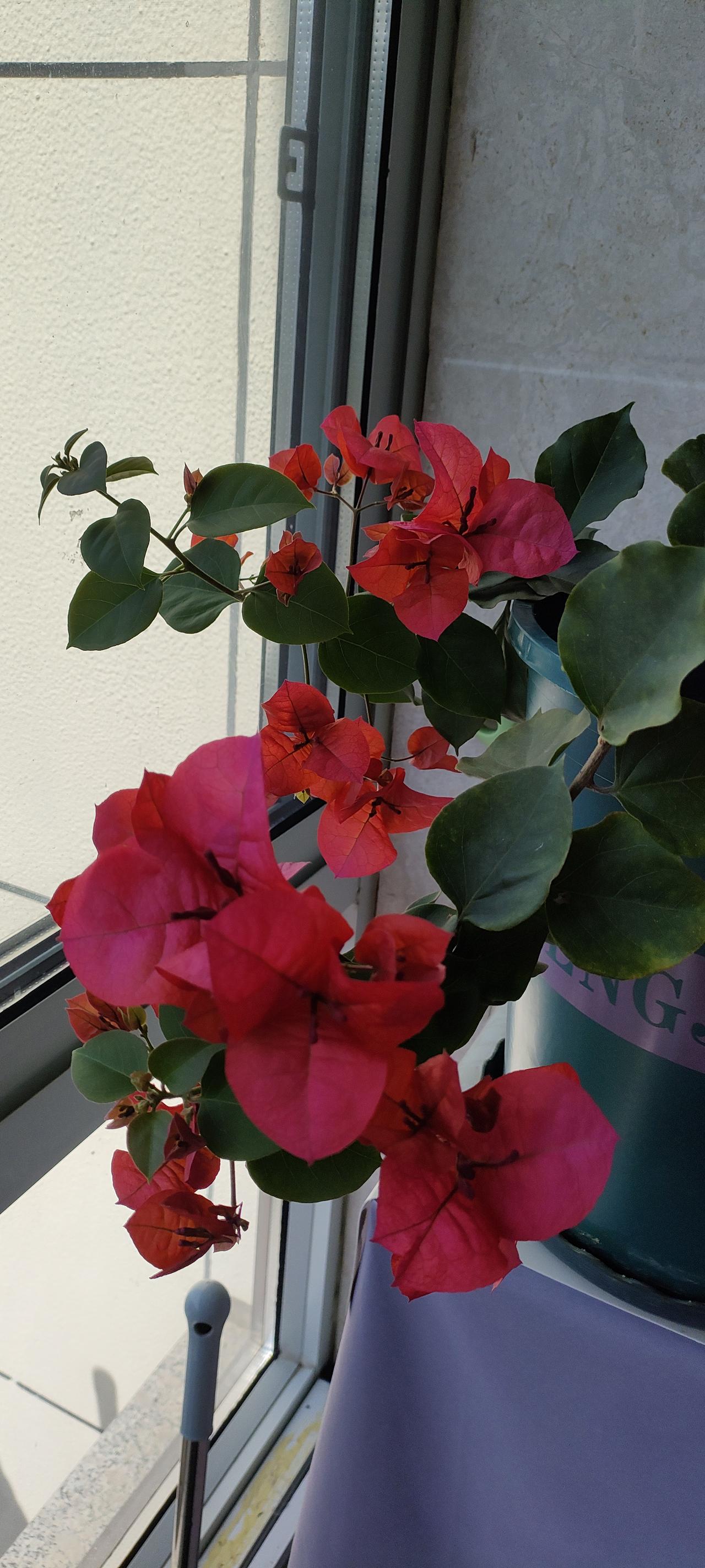 窗台边的小确幸，被这盆三角梅狠狠治愈了。
阳光正好，花开正盛，一簇簇红火的花瓣挤