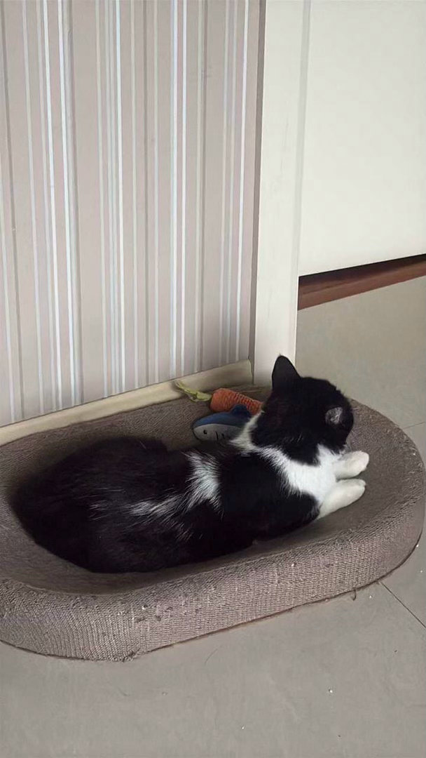 差不多的时候，我暂停玩耍等待门开的声音。daily奶牛猫 （投稿：） 