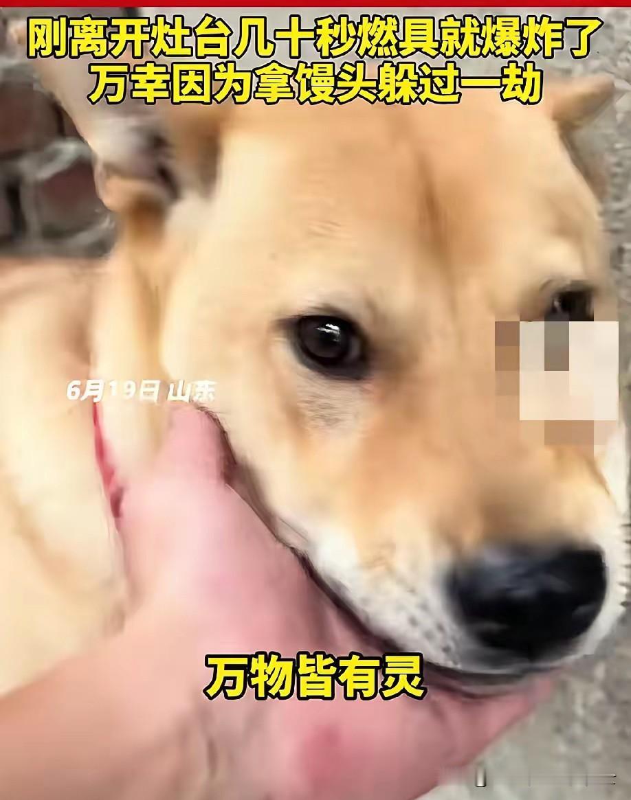 6月19日，山东一名男子在家煮粽子时，家里的大黄狗突然狂叫不止。主人起初只当是狗