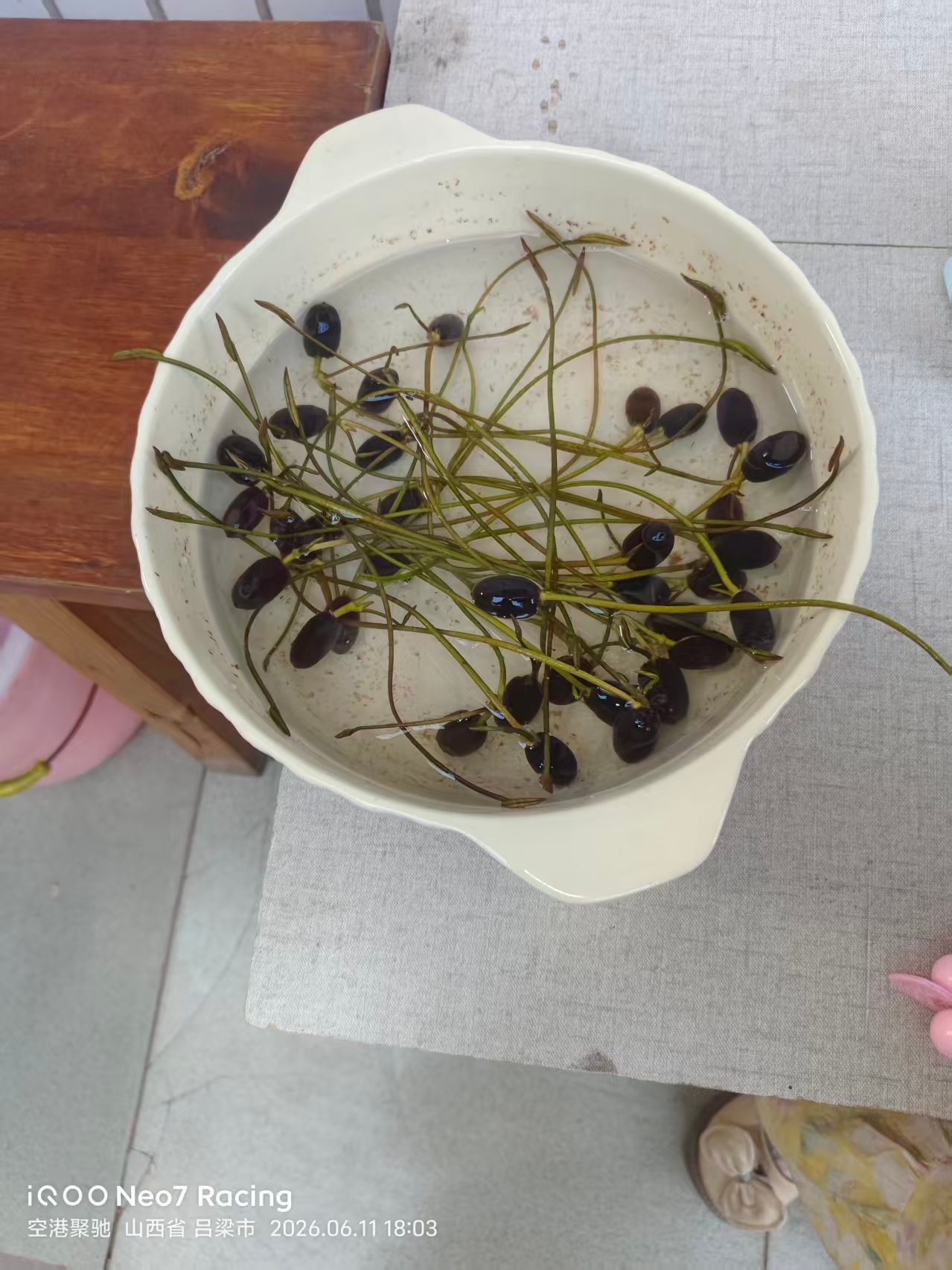 太原睡莲盛开邂逅莫奈花园哇塞，这些睡莲太美了吧，但是我真的没有时间去看这个美景，