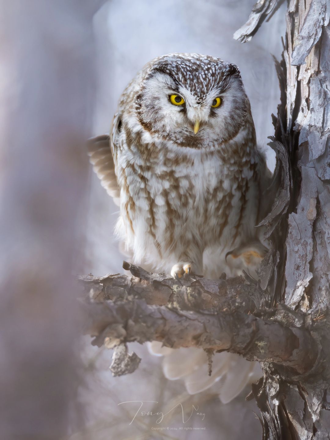 见鬼啦！你怎么知道我又双叒看到鬼鸮🦉了！
