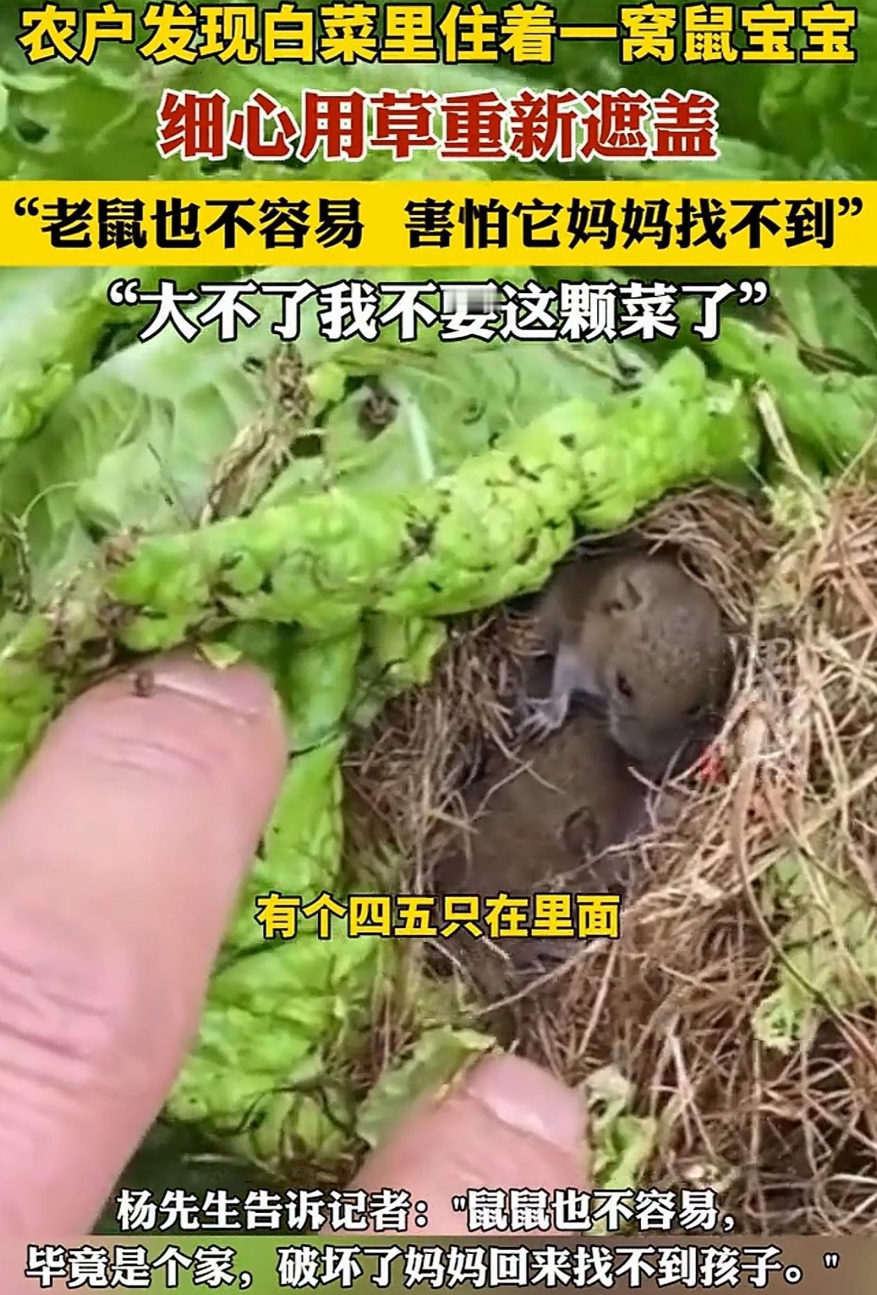 万万没想到！云南昆明，男子在自家菜地里打药，发现其中一颗白菜长得有点儿特别，他打