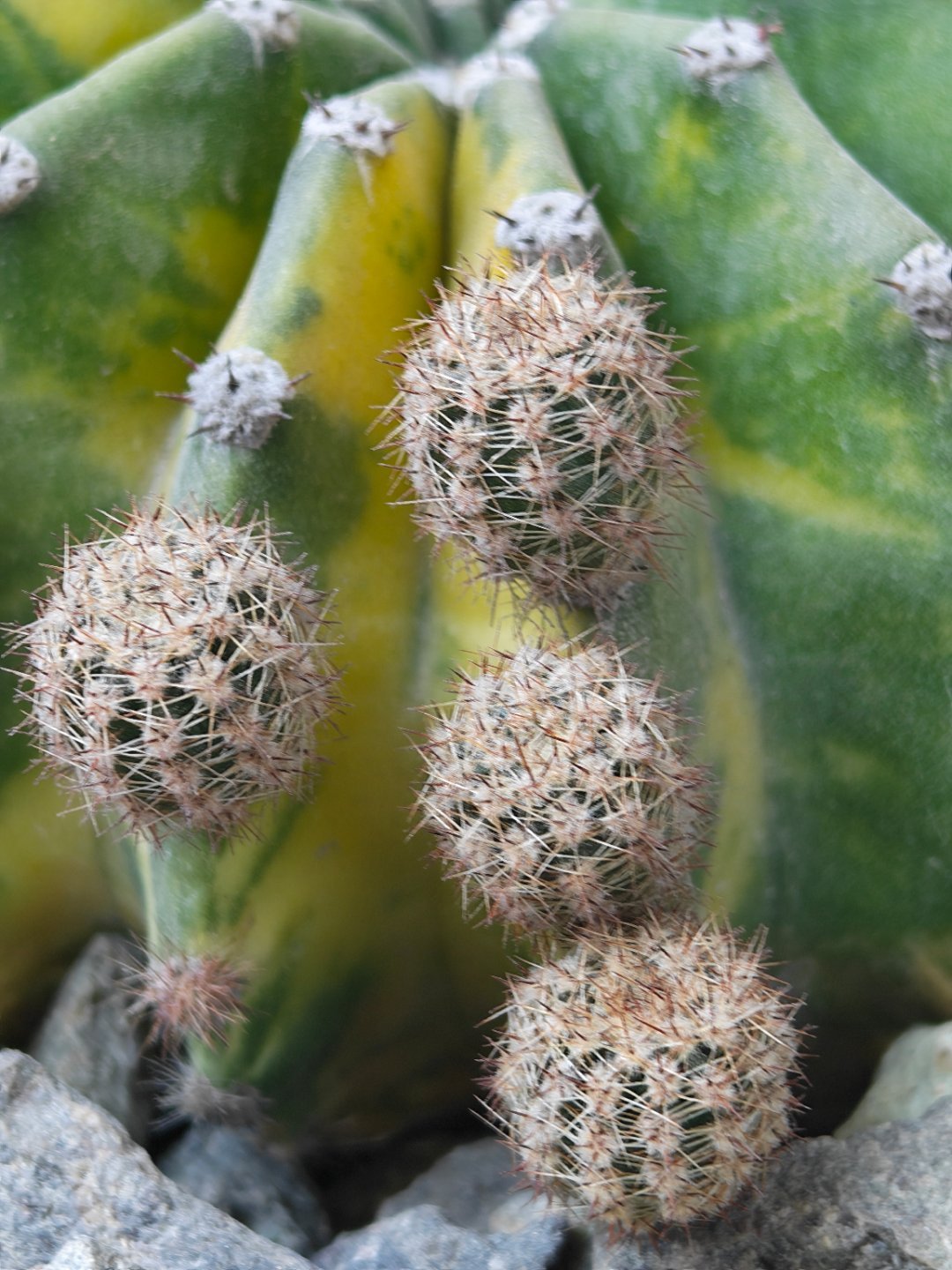 今日大寒从昨天的20多度到今天的0℃以下，冰火两重天每天早起打卡