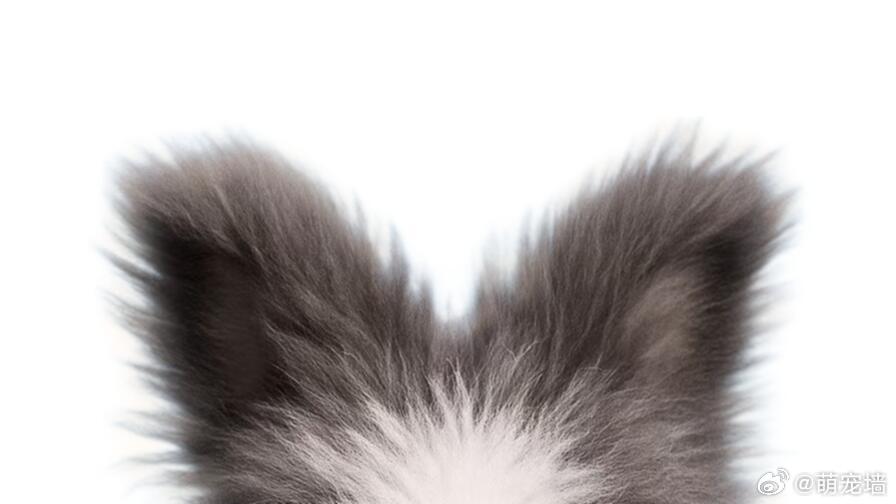 全网最全兔兔耳模板 