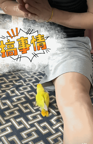 鸟鸟：终于找到了！这窝好啊！[呲牙]