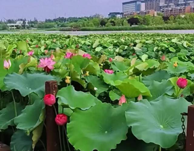 富平石川河71年大洪水：连我邻居“刘喜明”名字都偷？这篇是原文