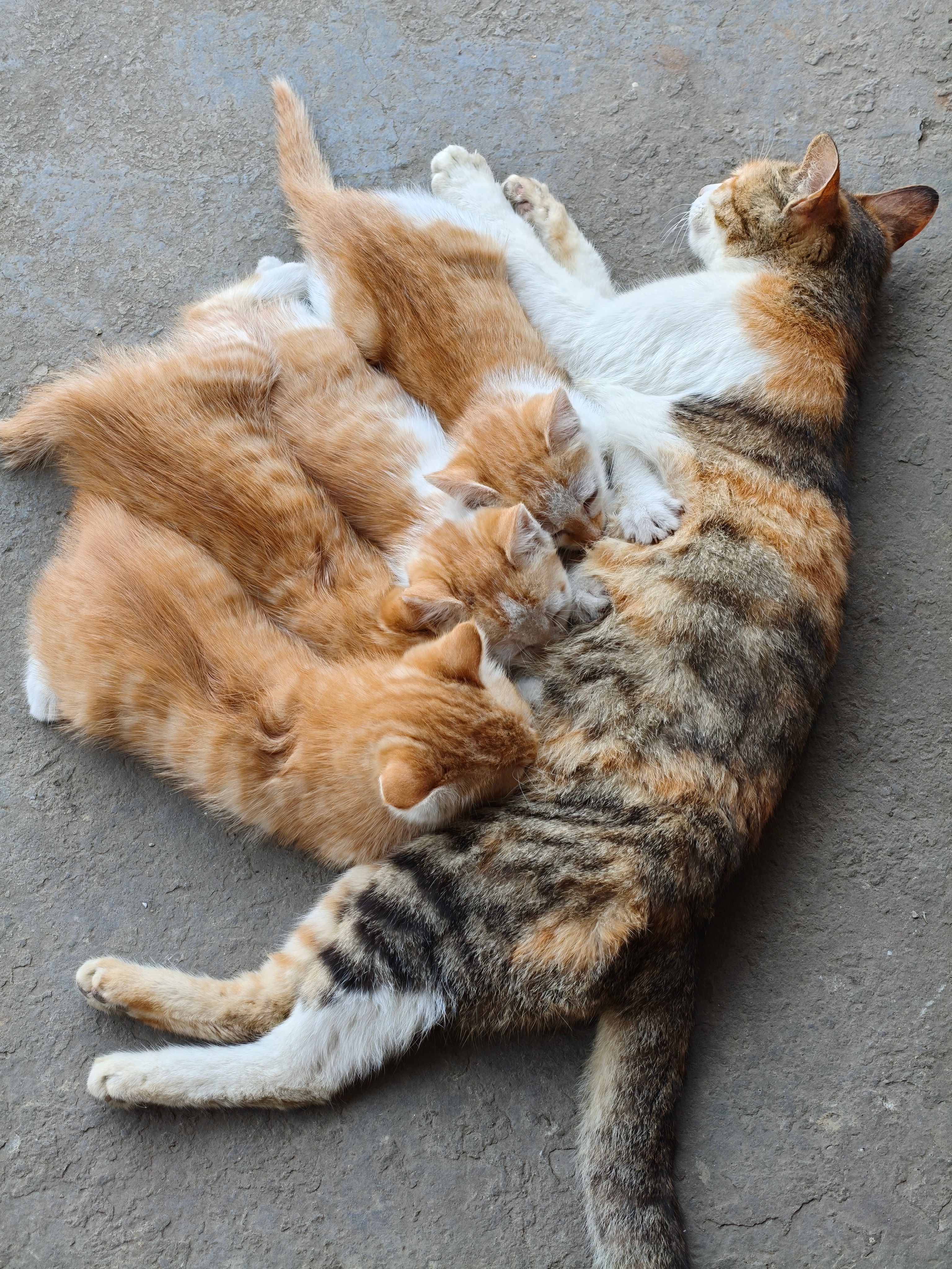 撸猫修仙法力无边我要同时撸四只小猫猫…… 昭通·威信