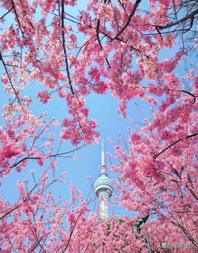 武汉的春天，开始惊艳啦！
这次再来武汉，我真的有点被惊到了。完全不是我印象里的老