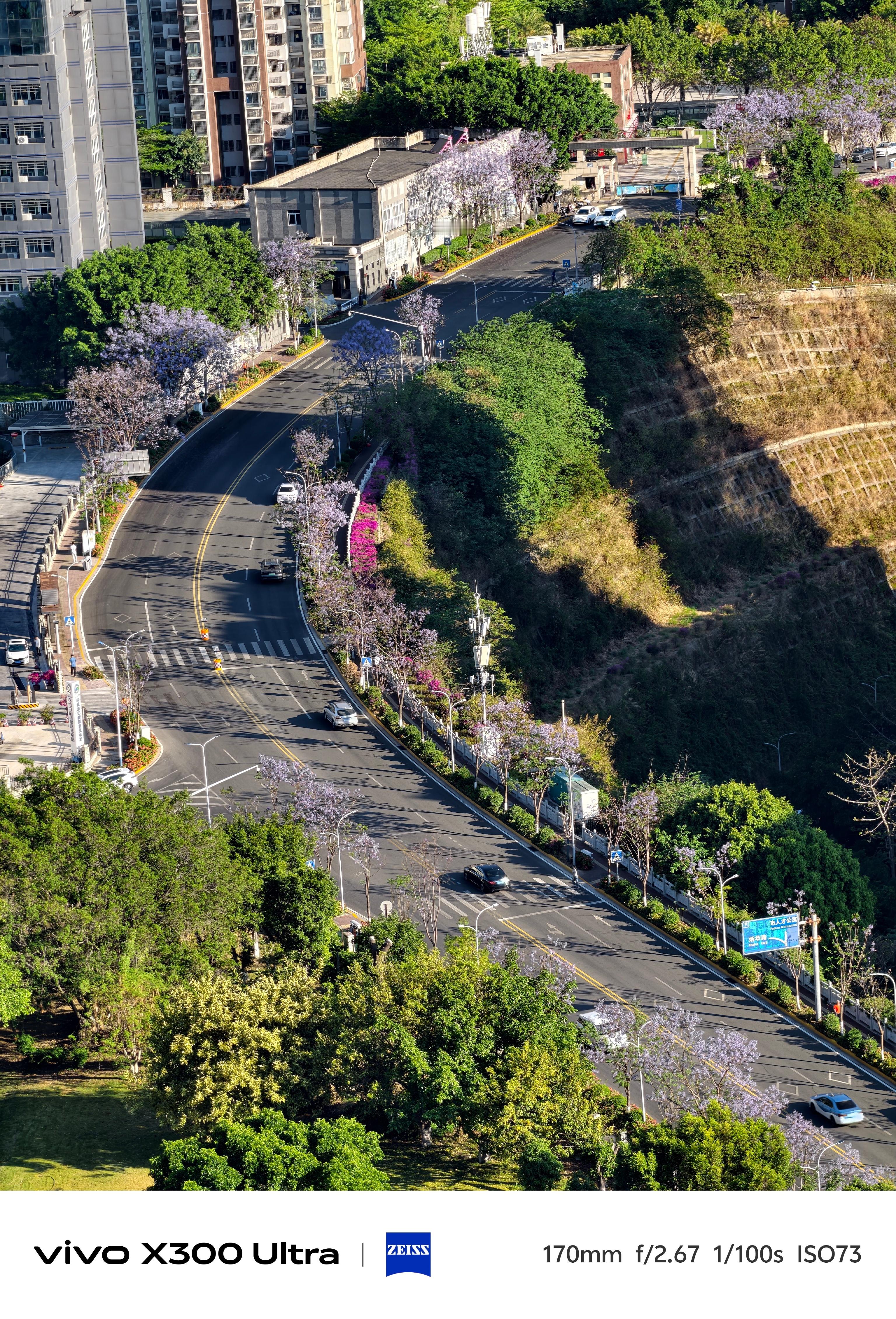 早啊宝们，蓝花楹美哭了