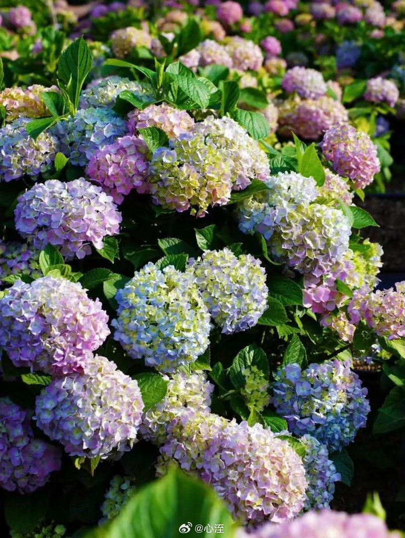 绣球花种植方法一、腐殖土壤绣球花在腐殖土壤上生长最佳，需要选取3:3:2:2配制