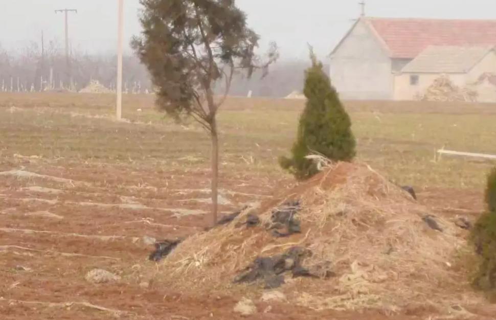 上坟与不上坟的人生差距不是迷信是处世智慧
有人说上坟是老一辈的迷信有人把它当成心