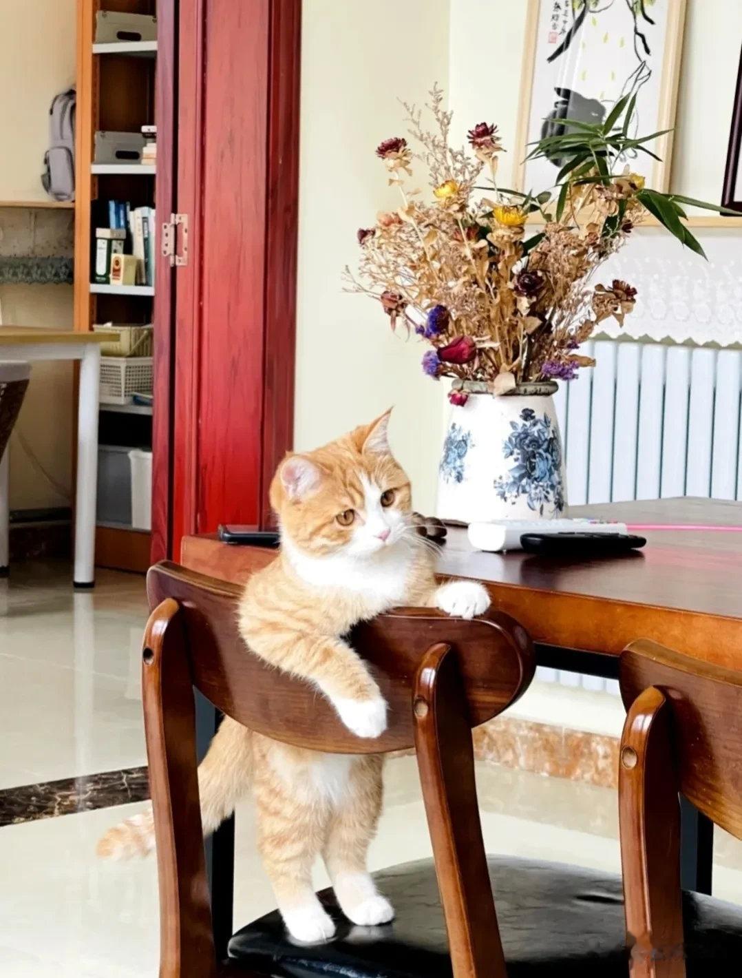 是猫，但又有点不像猫像个小娃娃，也不知道小猪咪在想什么呢！