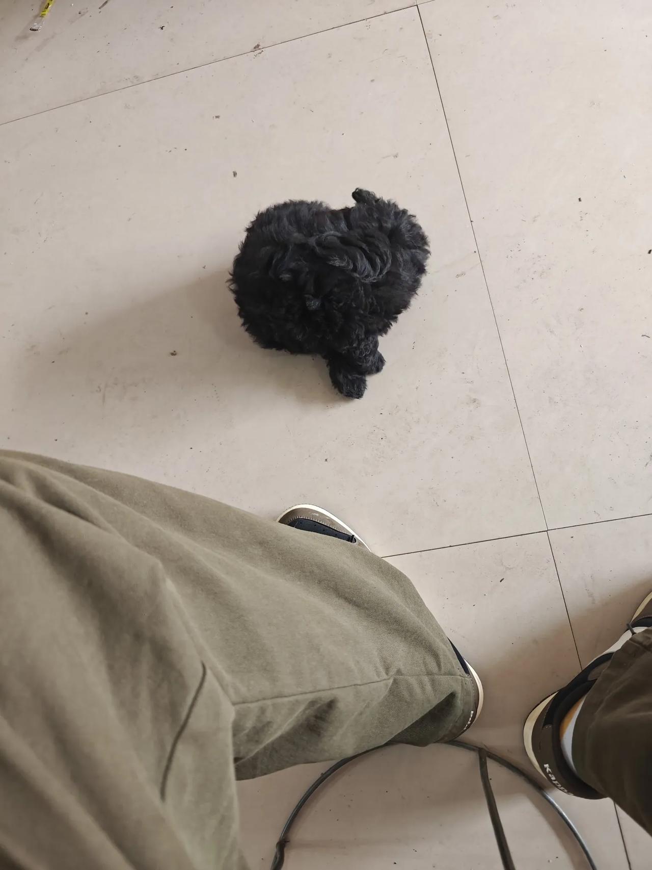 貌似什么动物都是在小时候的，非常可爱。今天我去吃早饭，看到一只小狗，它真的非常可