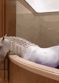 我猜这匹马的主人
一定是个小仙女