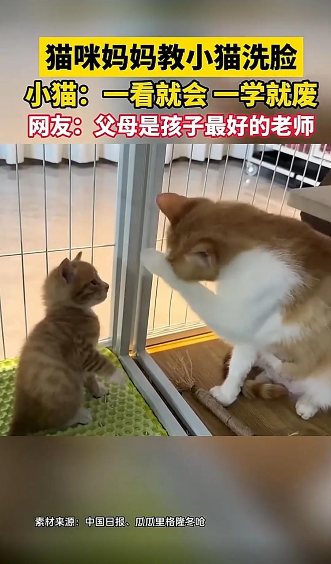 猫咪妈妈教小猫洗脸搜 ，小猫：一看就学废了！猫咪