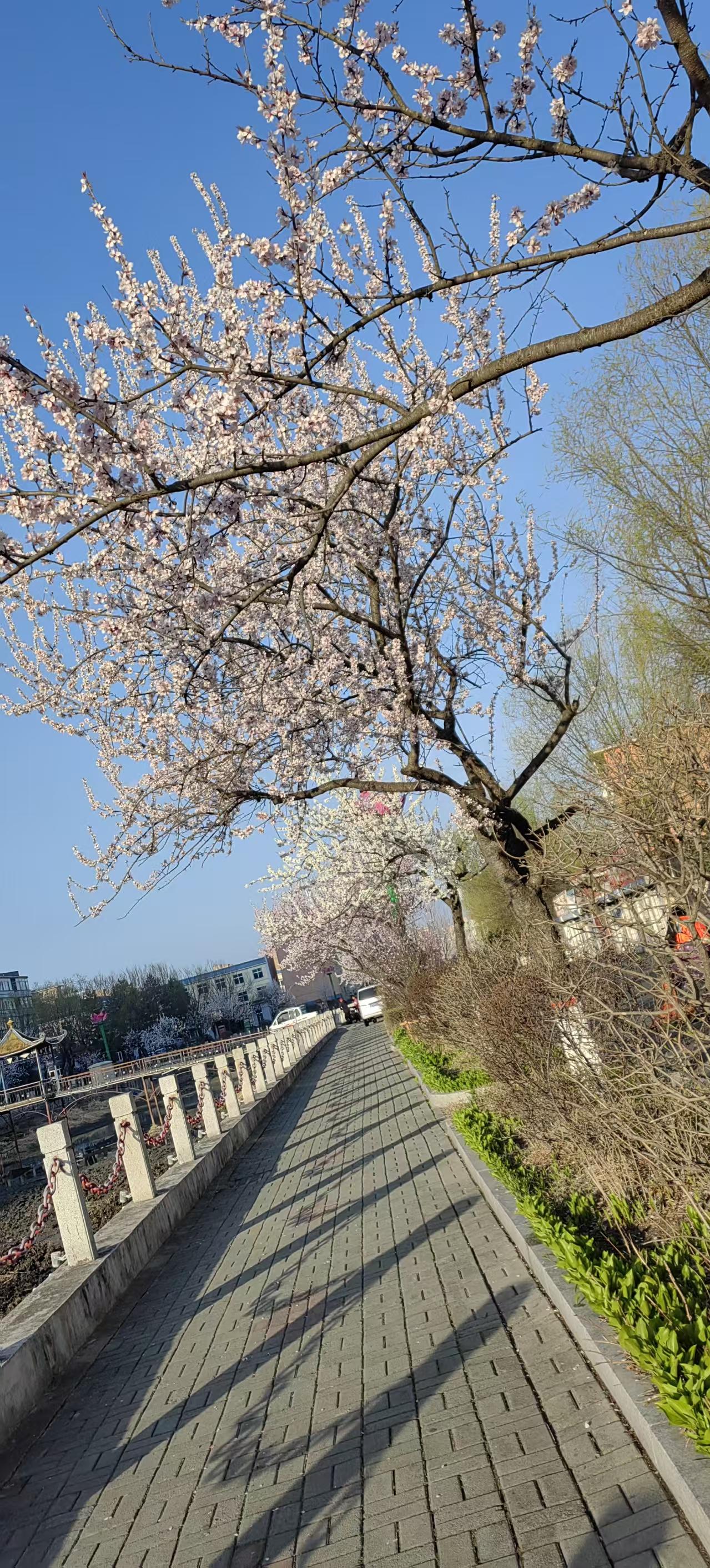 春天到了，路边的桃花竞相绽放，热闹非凡。
就像我家附近，路边的桃花粉粉嫩嫩，挂满