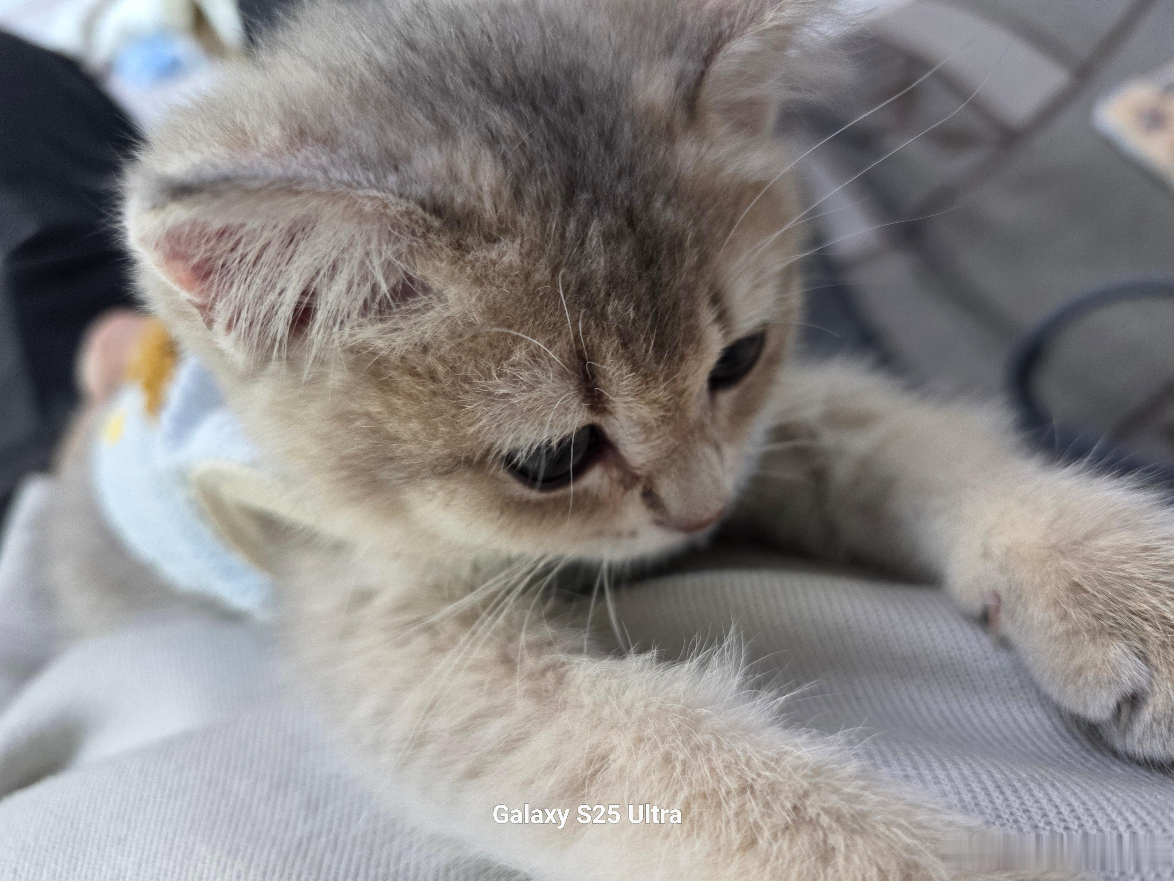 这猫一见我就跑我身上不会把我当他妈妈了吧 