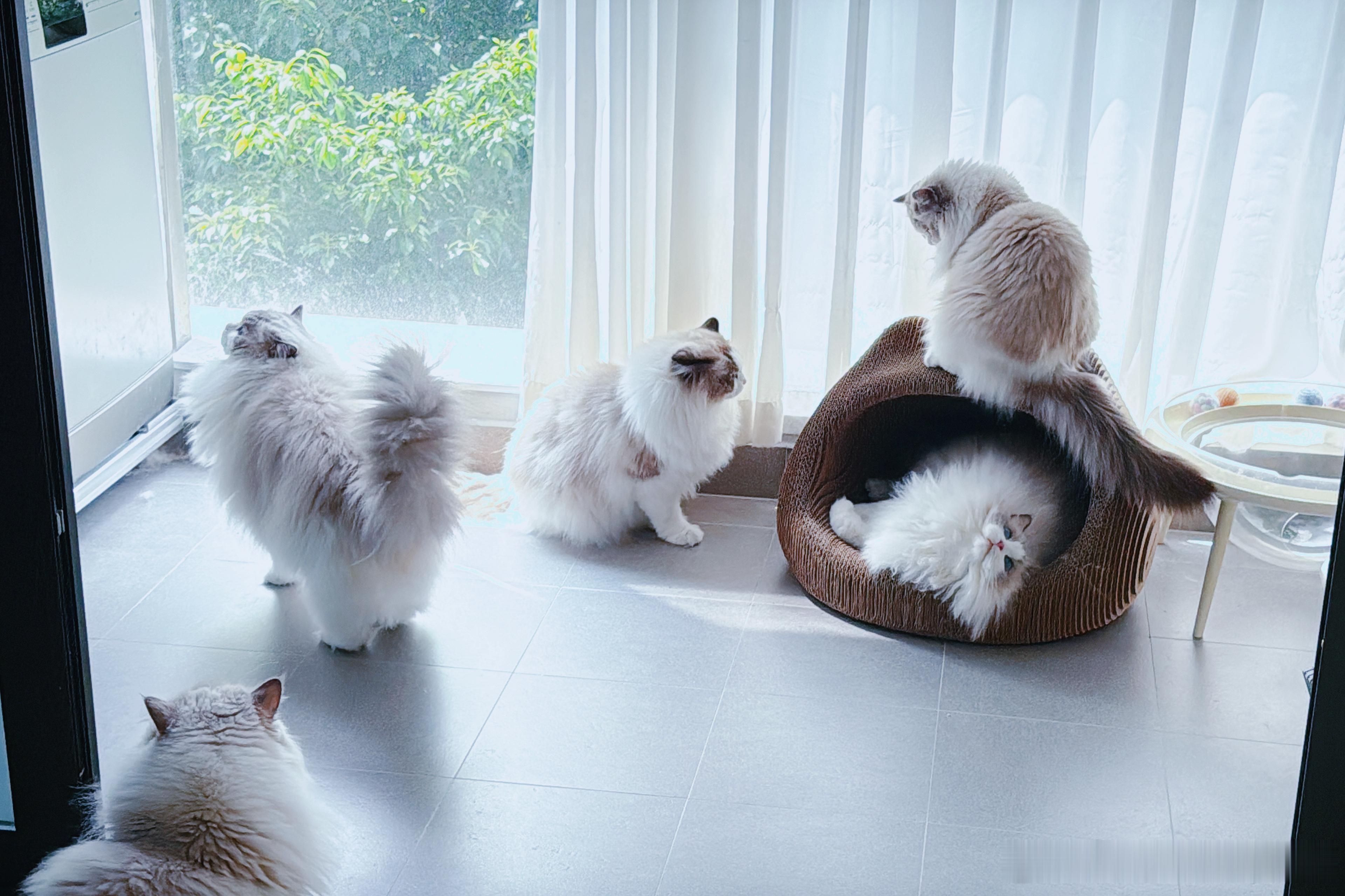 猫猫头猫窝大好评～ ​​​