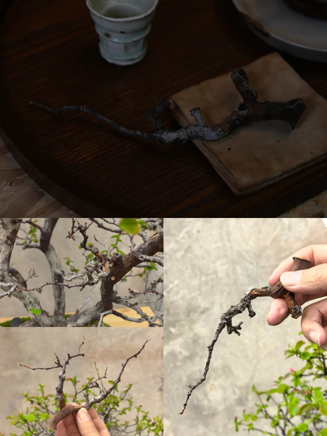 如何手搓一枝茶针