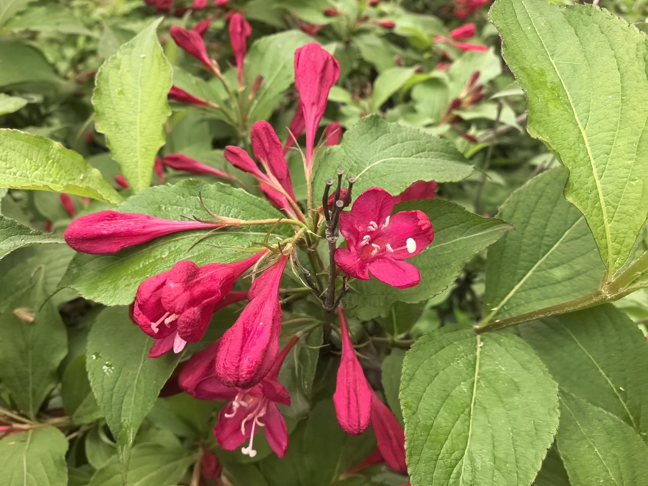 惊艳的红色花朵，绽放出自然之美！🌸💕