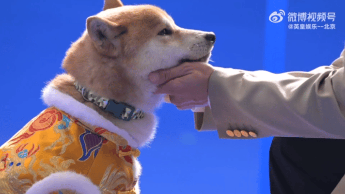 谢霆锋你也很爱毛孩子吧 他把自己的标志性作品拿出来，把艺术变成了守护。七只狗狗的