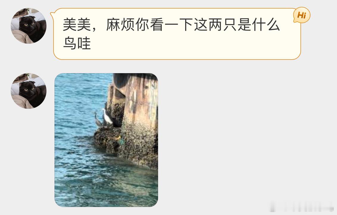 #鸟粉投稿# 在海边捕鱼的【岩鹭】 【小白鹭】一黑一白！ ​​​