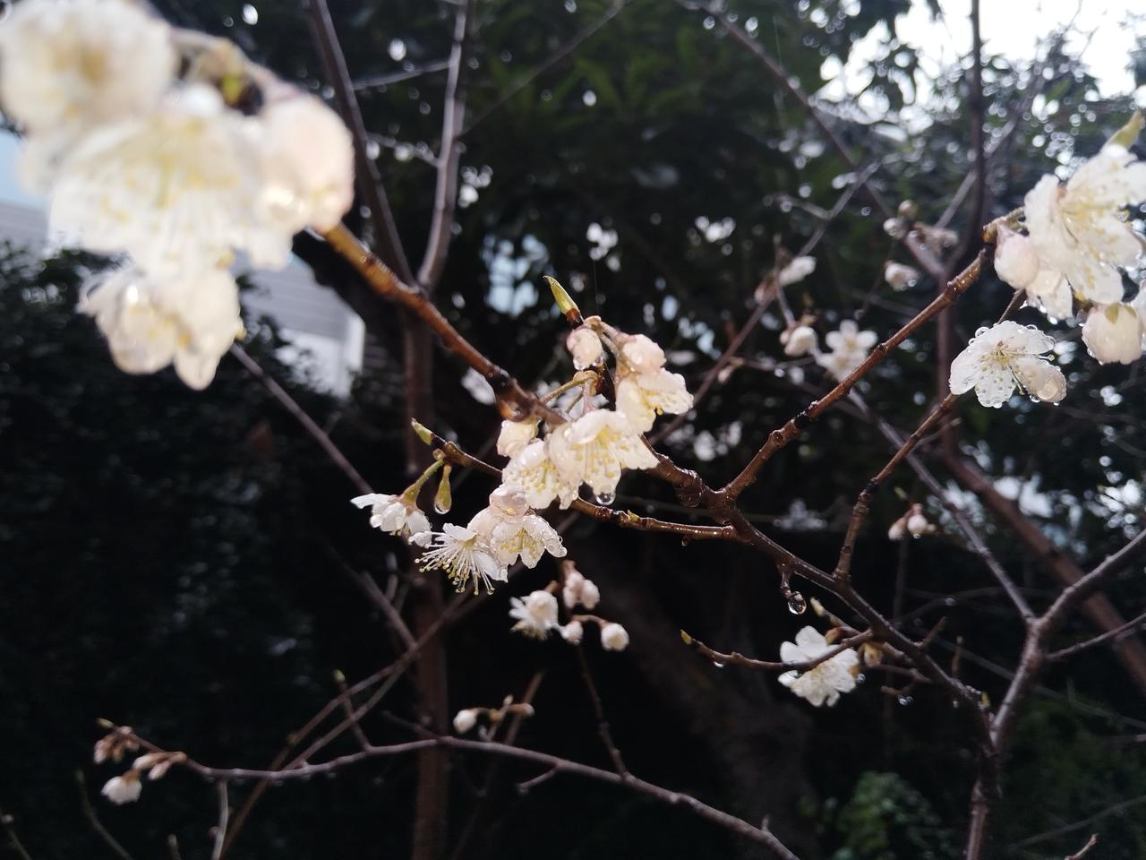 我家的樱桃花开了。樱桃🍒花开是继梅花之后，桃花开放之前，那洁白如雪的樱桃花，一