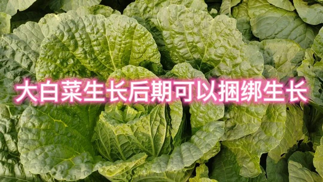#大白菜🥬该不该捆上长呀#大白菜可以捆上生长。捆白菜有一定好处，一方面能让大白