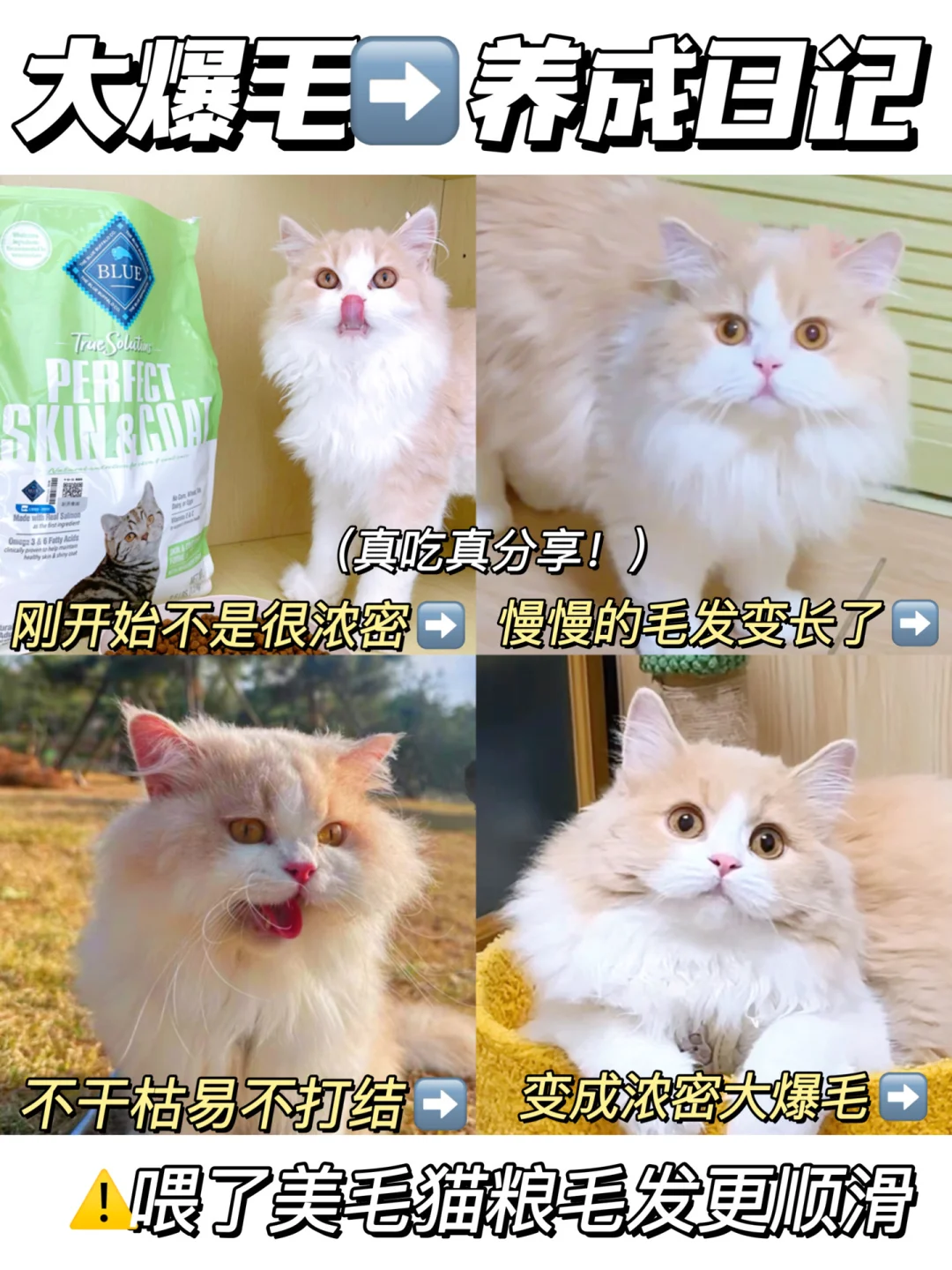 给掉毛怪吃了2个月蓝挚猫粮之后