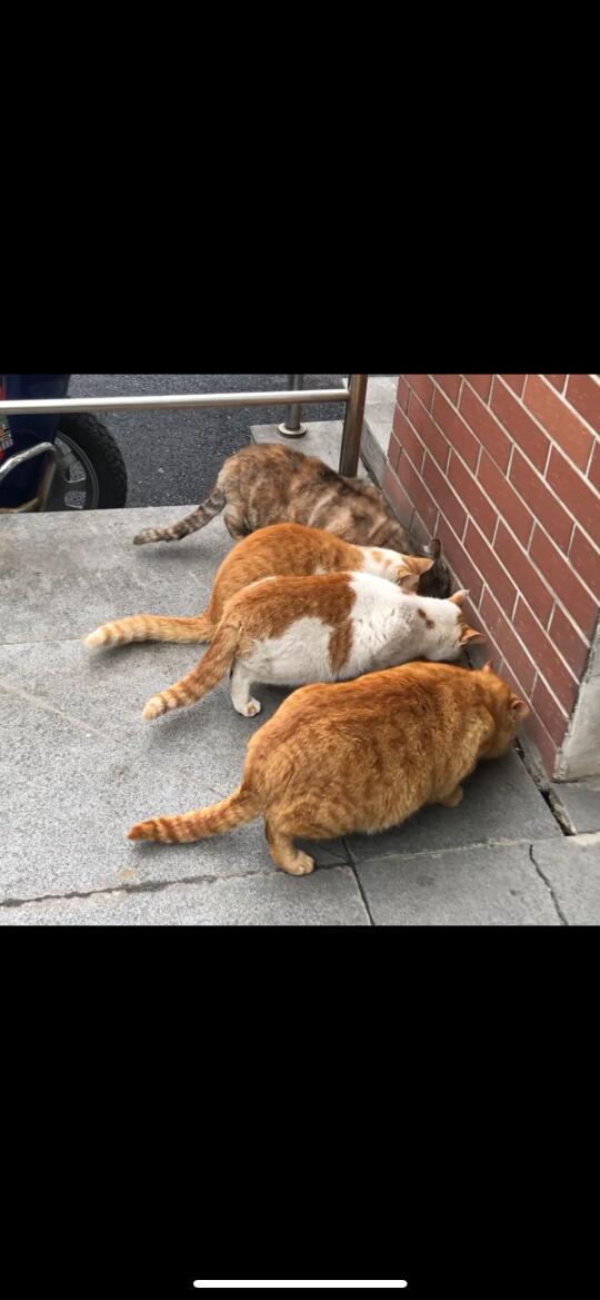 猜猜谁家的猫