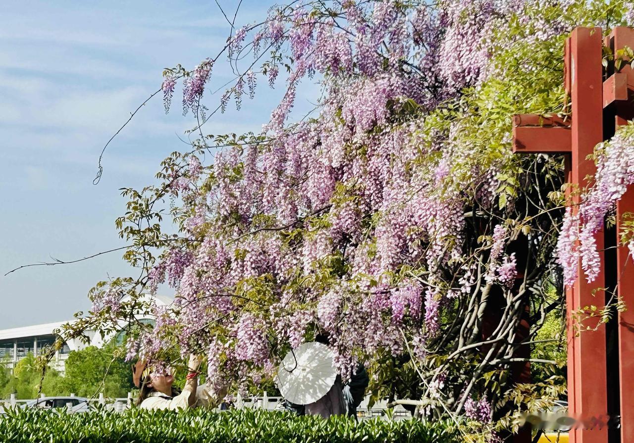 春日赏花的闲情逸致（随手拍）
那天我在公园闲逛，竟邂逅了一场春日浪漫剧现场！画面
